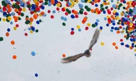 阅兵放飞信鸽翻车现场：不少鸽子“越狱”，原因曝光让养鸽人泪崩