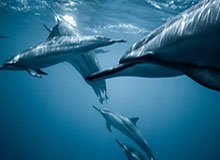 开云-Veritas学院分享张博源比赛瞬间：失去平衡后打成2+1